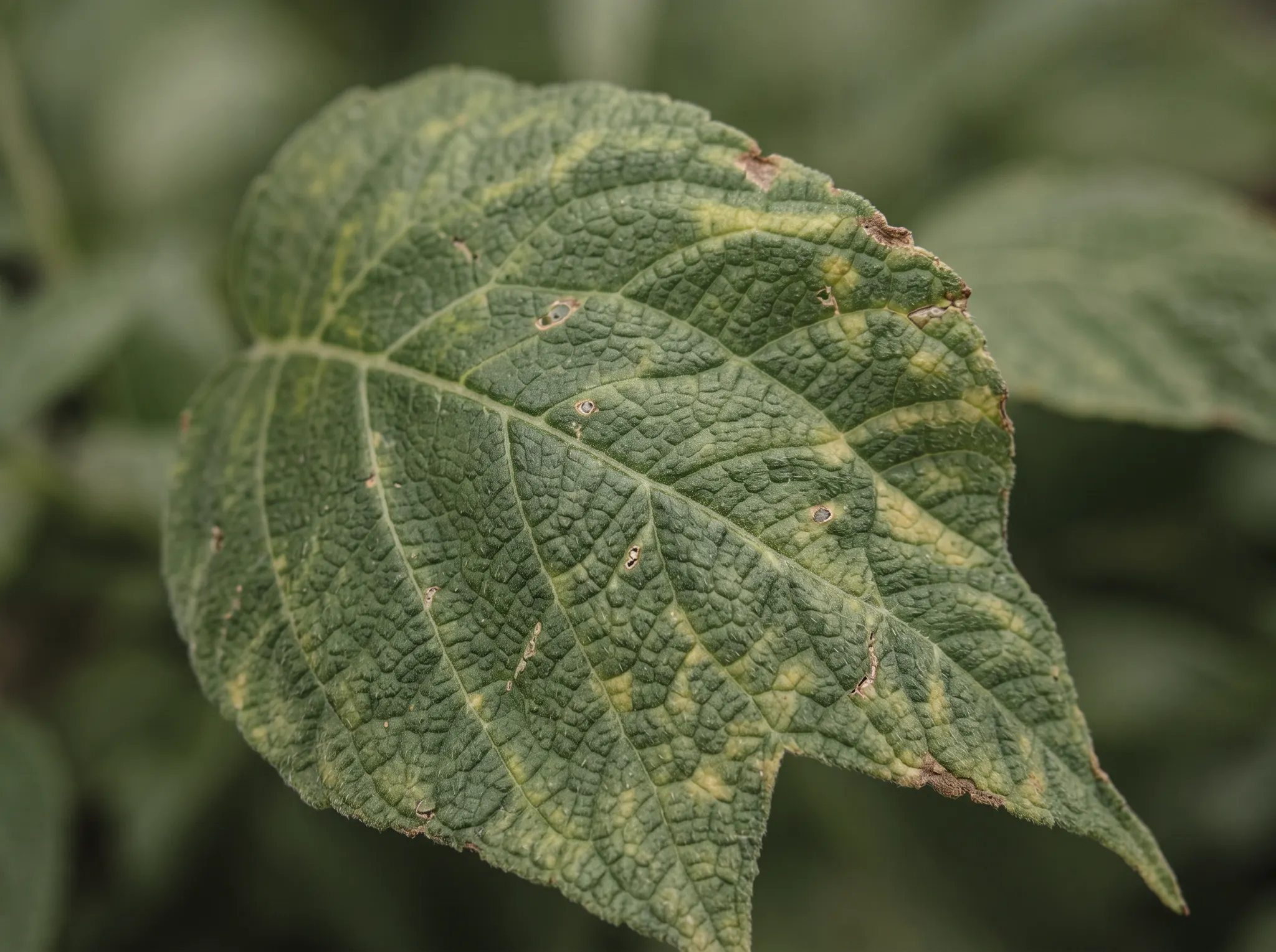 Close view of a textured green leaf with yellow mottling and brown damage at the edge
