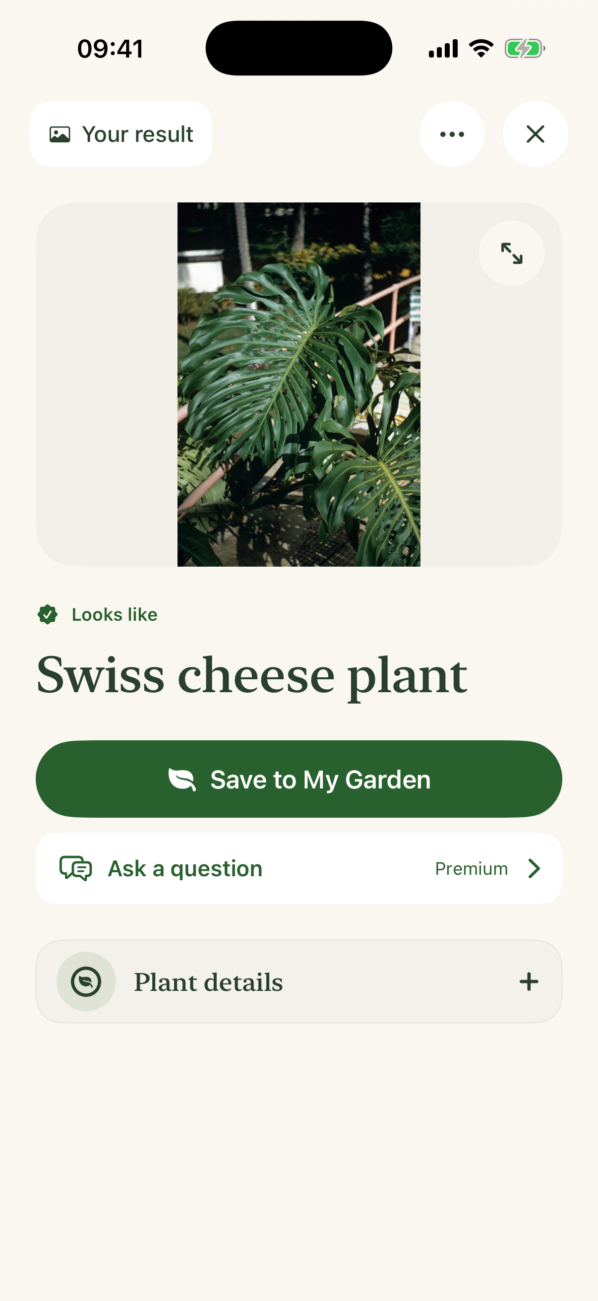 Swiss cheese plant identification in Garden Sage, with the suggested plant name and next step