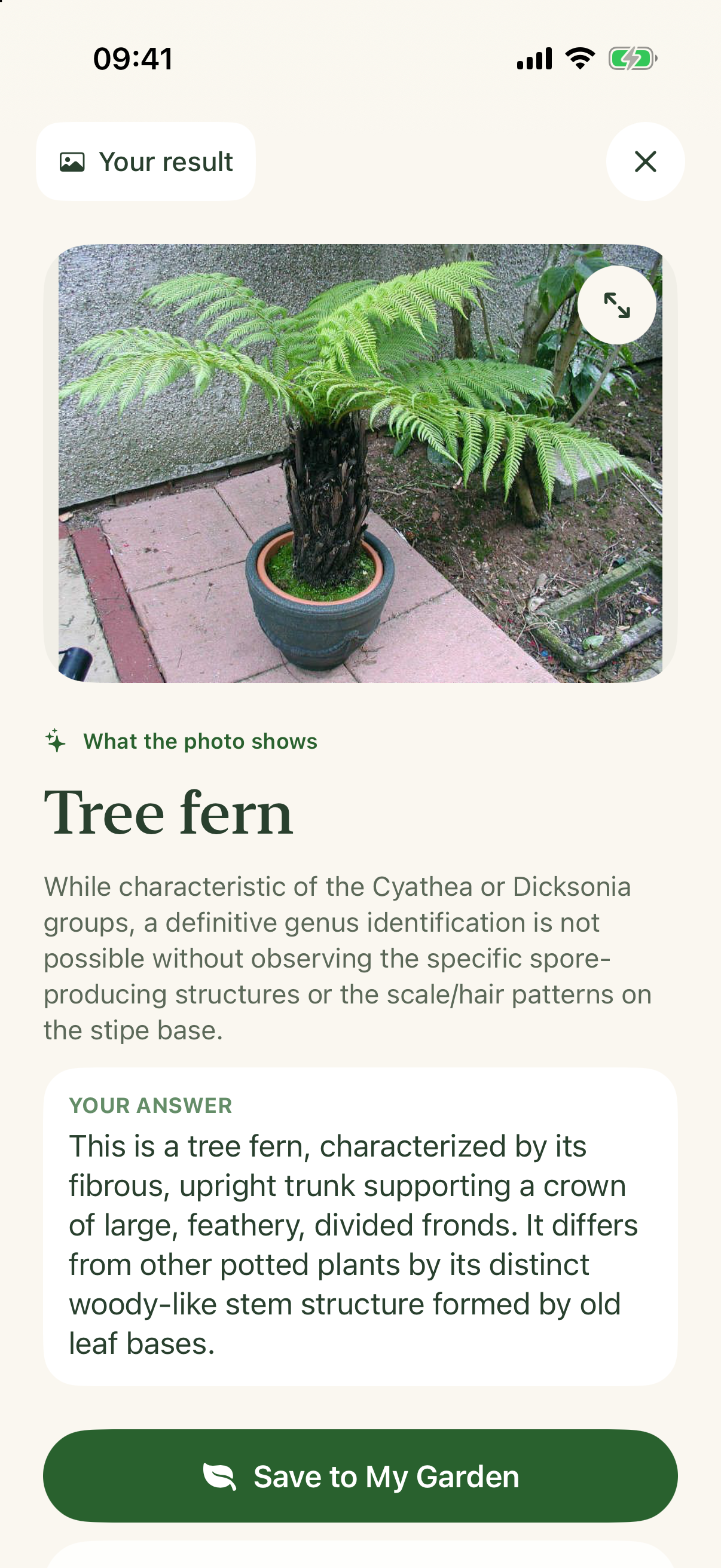 Garden Sage showing a tree fern identification after checking a real plant photo